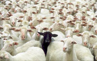 Sheep Herd